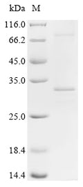 (Tris-Glycine gel) Discontinuous SDS-PAGE (reduced) with 5% enrichment gel and 15% separation gel.