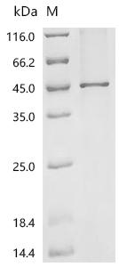 (Tris-Glycine gel) Discontinuous SDS-PAGE (reduced) with 5% enrichment gel and 15% separation gel.