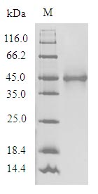 (Tris-Glycine gel) Discontinuous SDS-PAGE (reduced) with 5% enrichment gel and 15% separation gel.