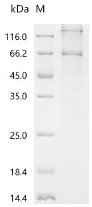 Recombinant Dog Parathyroid hormone/parathyroid hormone-related peptide receptor (PTH1R) – Figure 1 of 1