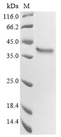 (Tris-Glycine gel) Discontinuous SDS-PAGE (reduced) with 5% enrichment gel and 15% separation gel.