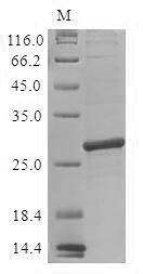 (Tris-Glycine gel) Discontinuous SDS-PAGE (reduced) with 5% enrichment gel and 15% separation gel.