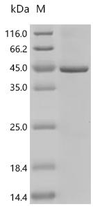 (Tris-Glycine gel) Discontinuous SDS-PAGE (reduced) with 5% enrichment gel and 15% separation gel.