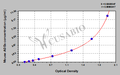 Mouse advanced glycation end products,AGEs ELISA Kit