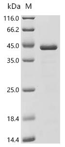 (Tris-Glycine gel) Discontinuous SDS-PAGE (reduced) with 5% enrichment gel and 15% separation gel.