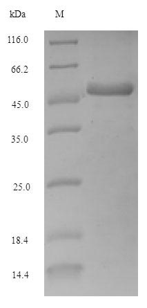 Recombinant Escherichia coli Adenosine deaminase (add) – Figure 1 of 1