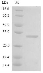 Recombinant Rat Type-2 angiotensin II receptor (Agtr2), partial – Figure 1 of 1