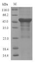Recombinant Mouse Serine--pyruvate aminotransferase, mitochondrial (Agxt) – Figure 1 of 1