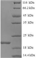 Recombinant Mouse Allograft inflammatory factor 1 (Aif1) – Figure 1 of 1