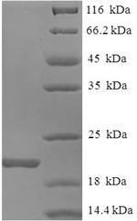 Recombinant Mouse Allograft inflammatory factor 1 (Aif1) – Figure 1 of 1