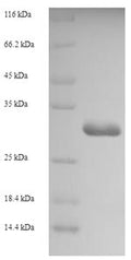 Recombinant Rat Allograft inflammatory factor 1 (Aif1) – Figure 1 of 1