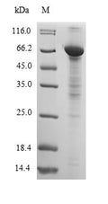 Recombinant Dog Albumin (ALB) – Figure 1 of 1