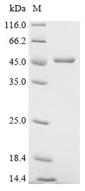(Tris-Glycine gel) Discontinuous SDS-PAGE (reduced) with 5% enrichment gel and 15% separation gel.