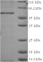 Recombinant Human Annexin A2 (ANXA2) – Figure 1 of 1