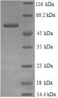 Recombinant Human Annexin A9 (ANXA9), partial – Figure 1 of 1