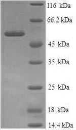 Recombinant Human Annexin A9 (ANXA9), partial – Figure 1 of 1