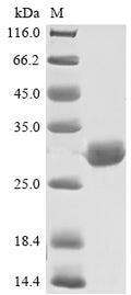 (Tris-Glycine gel) Discontinuous SDS-PAGE (reduced) with 5% enrichment gel and 15% separation gel.