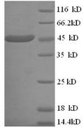 Recombinant Mouse Apolipoprotein A-IV (Apoa4) – Figure 1 of 1