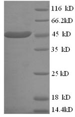 Recombinant Mouse Apolipoprotein A-IV (Apoa4) – Figure 1 of 1