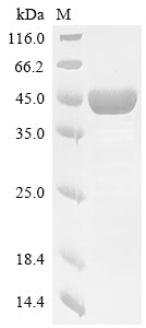 (Tris-Glycine gel) Discontinuous SDS-PAGE (reduced) with 5% enrichment gel and 15% separation gel.