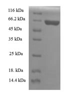 Recombinant Rat Apolipoprotein A-V (Apoa5) – Figure 1 of 1