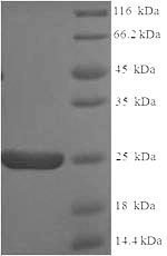 Recombinant Human Apolipoprotein C-II (APOC2) – Figure 1 of 1