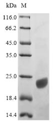 Recombinant Human Apolipoprotein C-III (APOC3) – Figure 1 of 1