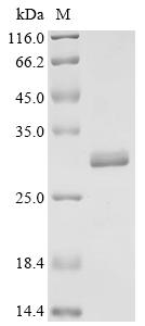 (Tris-Glycine gel) Discontinuous SDS-PAGE (reduced) with 5% enrichment gel and 15% separation gel.