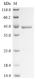 (Tris-Glycine gel) Discontinuous SDS-PAGE (reduced) with 5% enrichment gel and 15% separation gel.