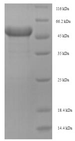 Recombinant Mouse Arginase-2, mitochondrial (Arg2) – Figure 1 of 1