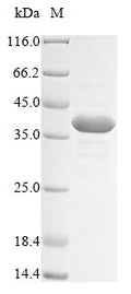 (Tris-Glycine gel) Discontinuous SDS-PAGE (reduced) with 5% enrichment gel and 15% separation gel.