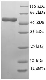 Recombinant Mouse Asialoglycoprotein receptor 1 (Asgr1), partial – Figure 1 of 1