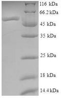 Recombinant Human ATPase ASNA1 (ASNA1) – Figure 1 of 1