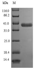 (Tris-Glycine gel) Discontinuous SDS-PAGE (reduced) with 5% enrichment gel and 15% separation gel.