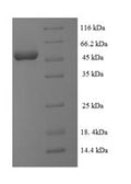 Recombinant Human Ubiquitin-like-conjugating enzyme ATG3 (ATG3) – Figure 1 of 1
