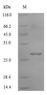 Recombinant Human Potassium-transporting ATPase subunit beta (ATP4B), partial – Figure 1 of 1