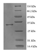 Recombinant Human ATP synthase mitochondrial F1 complex assembly factor 2 (ATPAF2) – Figure 1 of 1