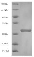 Recombinant Bovine Beta-1,4-galactosyltransferase 1 (B4GALT1), partial – Figure 1 of 1