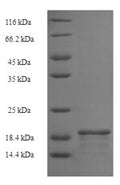 Recombinant Rat Basic leucine zipper transcriptional factor ATF-like 3 (Batf3) – Figure 1 of 1