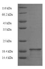 Recombinant Rat Basic leucine zipper transcriptional factor ATF-like 3 (Batf3) – Figure 1 of 1