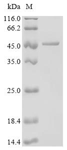 (Tris-Glycine gel) Discontinuous SDS-PAGE (reduced) with 5% enrichment gel and 15% separation gel.