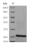 Recombinant Dog Cholinesterase (BCHE) – Figure 1 of 1