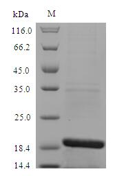 Recombinant Dog Cholinesterase (BCHE) – Figure 1 of 1
