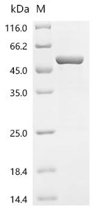 Recombinant Mouse 2-oxoisovalerate dehydrogenase subunit alpha, mitochondrial (Bckdha) – Figure 1 of 1