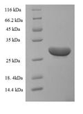 Recombinant Human Brain-derived neurotrophic factor (BDNF) – Figure 1 of 1