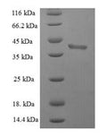 Recombinant Human BH3-interacting domain death agonist (BID) – Figure 1 of 1