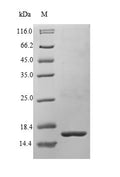 Recombinant Human Bone morphogenetic protein 3 (BMP3) – Figure 1 of 1