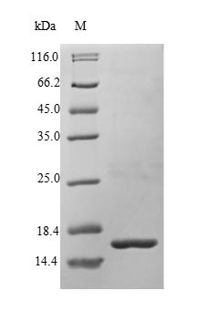 Recombinant Human Bone morphogenetic protein 3 (BMP3) – Figure 1 of 1