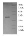 Recombinant Human Bone morphogenetic protein 4 (BMP4) – Figure 1 of 1