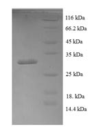 Recombinant Human Bone morphogenetic protein 4 (BMP4) – Figure 1 of 1